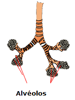 alveolos alveolos
