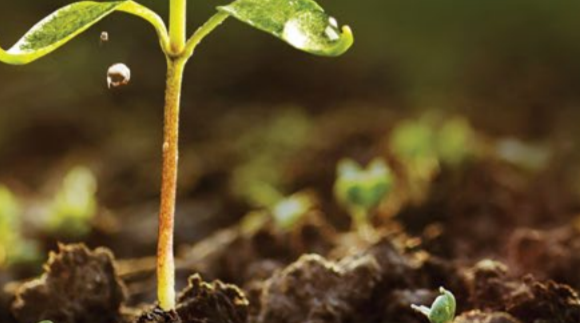 plant in soil with dewdrop