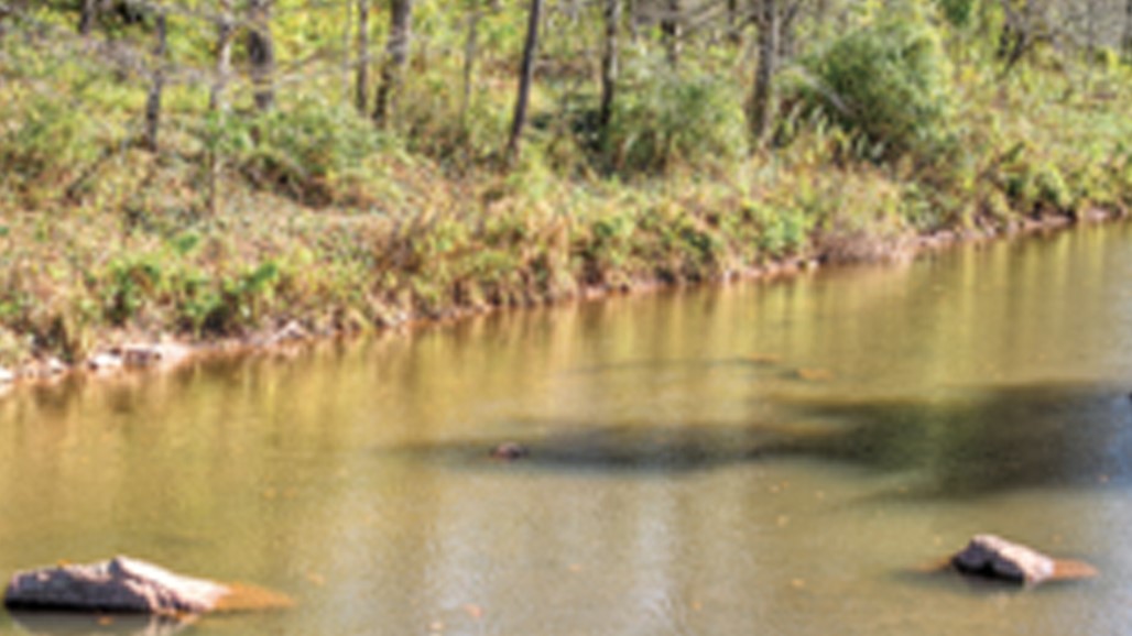 A calm stream running through a forest.