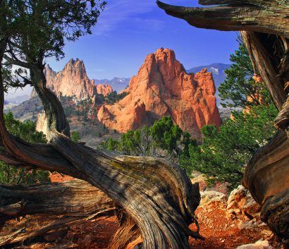 Garden of the Gods framed by twisted Juniper Trees