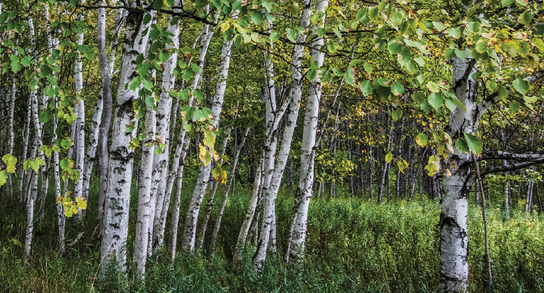 Birch trees in the central Upper Peninsula of Michigan