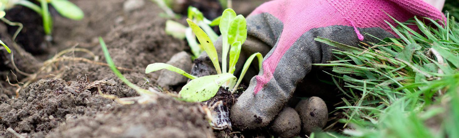 Close up of a person's hand wearing glove planting plant in soil.