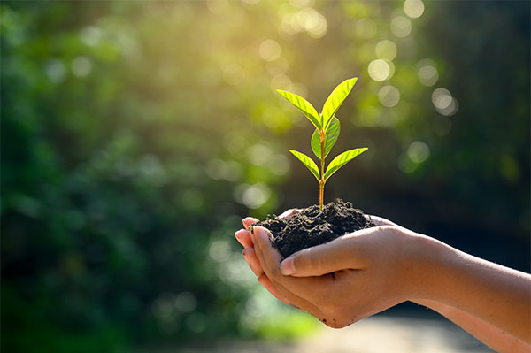 Hands holding soil and growing plant.